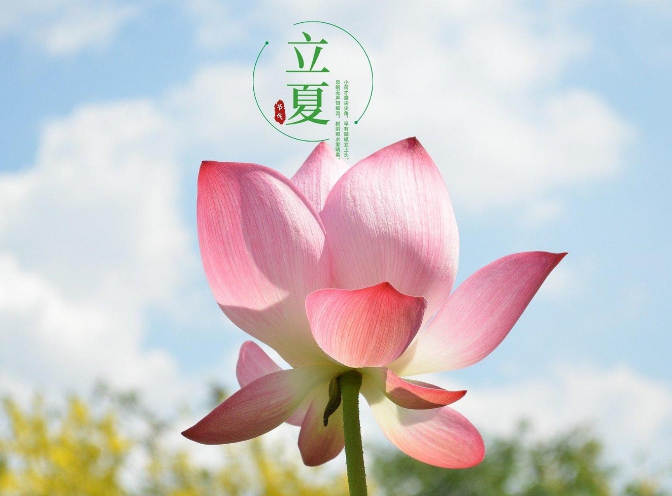 今日立夏|不觉春已逝，转眼浅夏始。