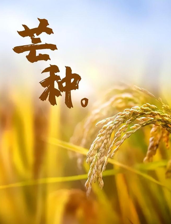 今日芒种，仲夏时节正式开始！